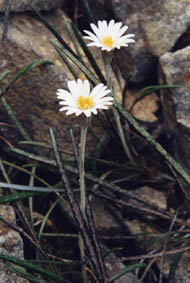 Celmisia gracilenta